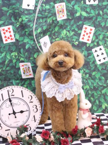 20250415モコくん